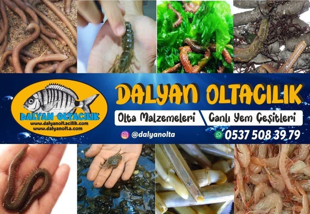 Bibi Yem Nedir? Nereden Çıkarılır, Hangi Balıklara Gelir? (Detaylı Rehber)